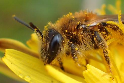 Réf. 226 958 : Andrena dorsata